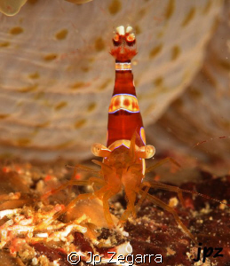 single squat anemone shrimp by Jp Zegarra 